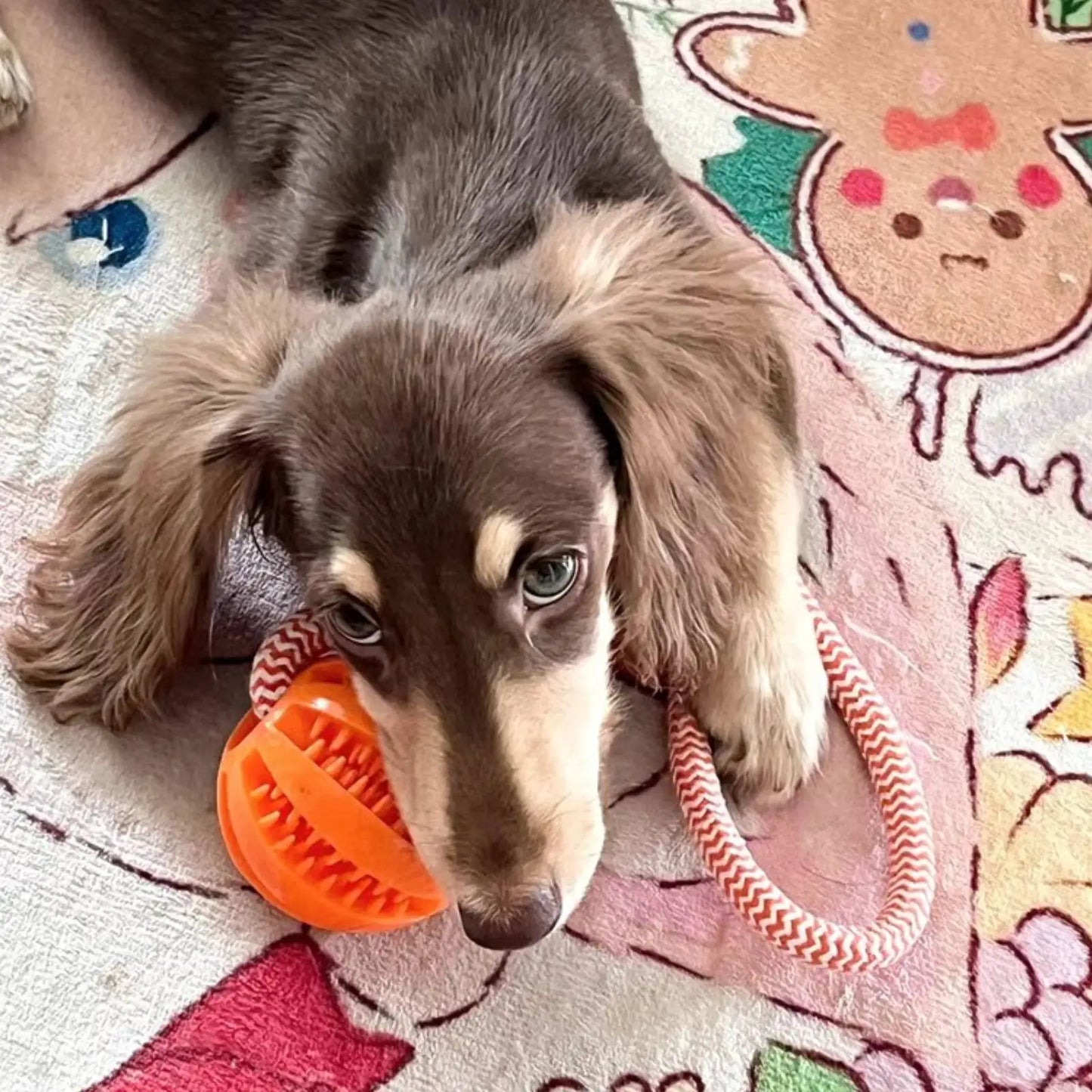 🦴 Cotton Rope Treat Dispensing Dog Toy