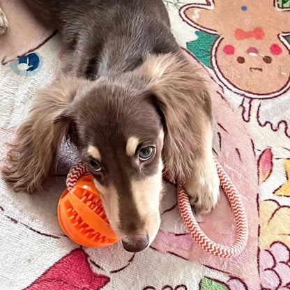 🦴 Cotton Rope Treat Dispensing Dog Toy