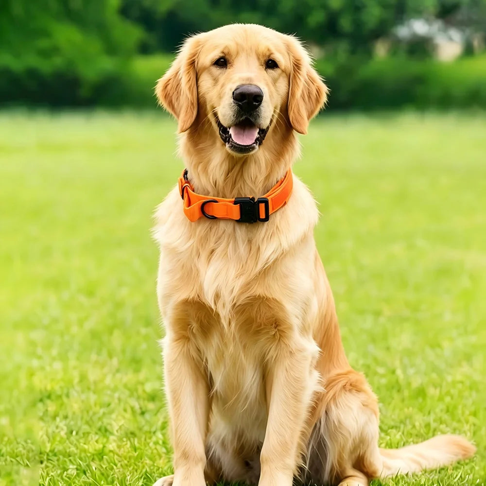 Tactical Dog Collar with Handle Adjustable Military Nylon Collar Comfortable & Durable Heavy Duty for Medium and Large Dogs